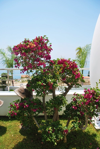 Green Forest - Cyprus' leading landscaping company - project065 8 2
