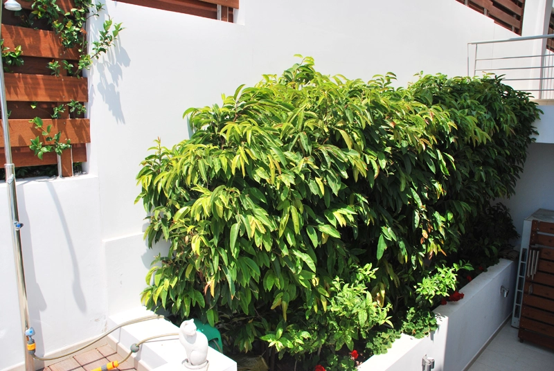 Green Forest - Cyprus' leading landscaping company - project066 3 2