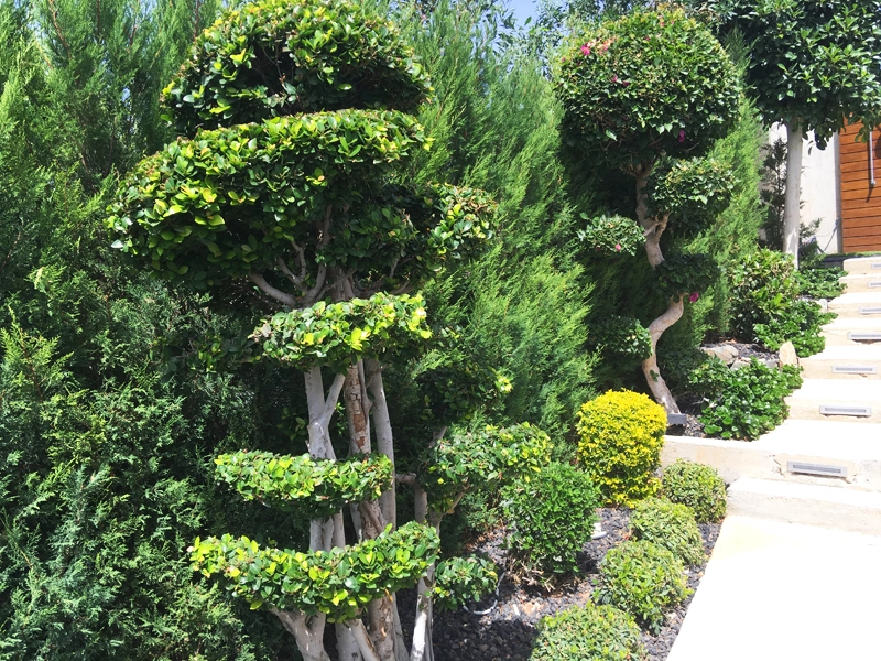 Green Forest - Cyprus' leading landscaping company - project067 28 2