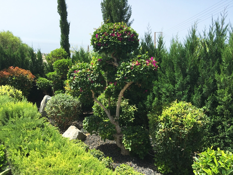 Green Forest - Cyprus' leading landscaping company - project067 6