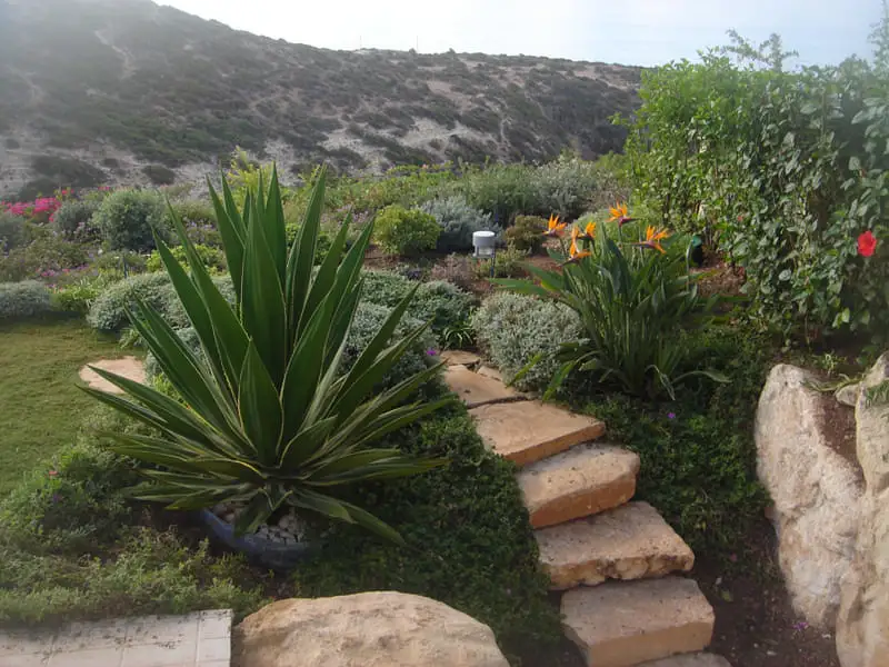 Green Forest - Cyprus' leading landscaping company - steppingstones 30 2