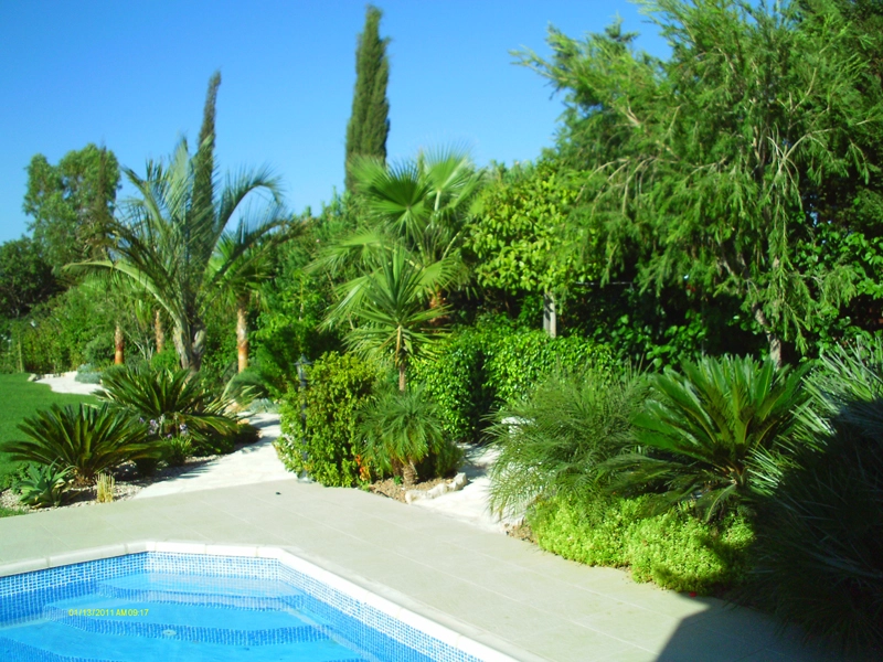 Green Forest - Cyprus' leading landscaping company - tropicalpalmsgardens 22 4