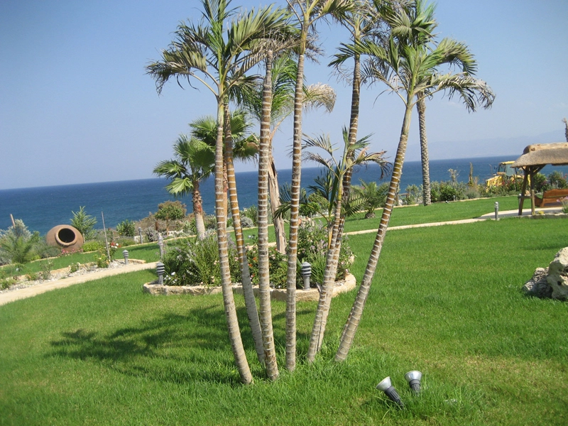 Green Forest - Cyprus' leading landscaping company - tropicalpalmsgardens 25 3
