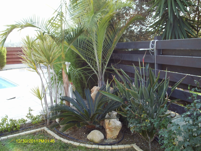 Green Forest - Cyprus' leading landscaping company - tropicalpalmsgardens 29 3