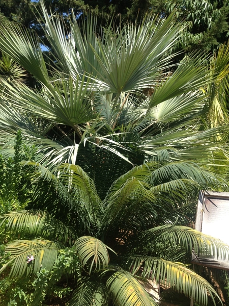 Green Forest - Cyprus' leading landscaping company - tropicalpalmsgardens 31 3
