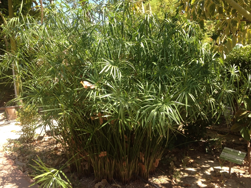 Green Forest - Cyprus' leading landscaping company - tropicalpalmsgardens 32 2