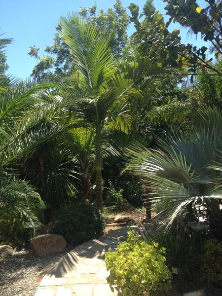 Green Forest - Cyprus' leading landscaping company - tropicalpalmsgardens 33