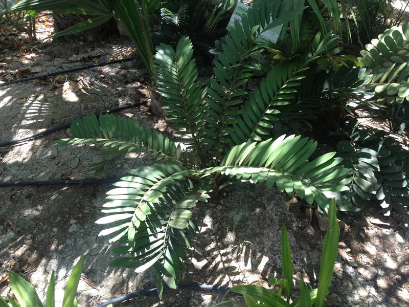 Green Forest - Cyprus' leading landscaping company - tropicalpalmsgardens 35 2