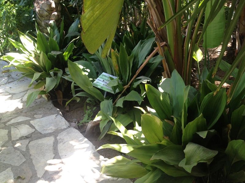 Green Forest - Cyprus' leading landscaping company - tropicalpalmsgardens 36 1