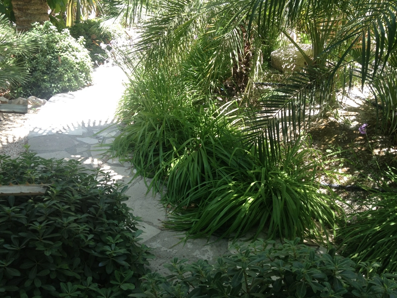 Green Forest - Cyprus' leading landscaping company - tropicalpalmsgardens 37 4