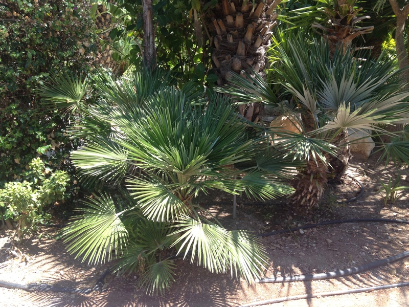 Green Forest - Cyprus' leading landscaping company - tropicalpalmsgardens 38