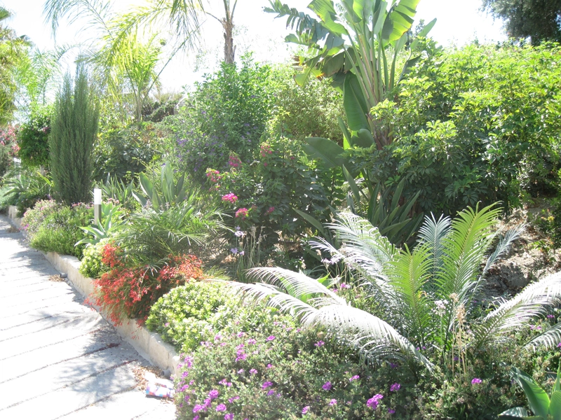 Green Forest - Cyprus' leading landscaping company - tropicalpalmsgardens 43