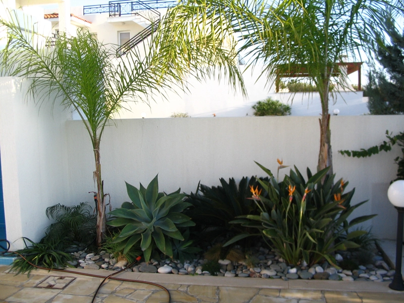 Green Forest - Cyprus' leading landscaping company - tropicalpalmsgardens 46 3