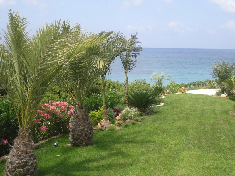 Green Forest - Cyprus' leading landscaping company - tropicalpalmsgardens 48 4