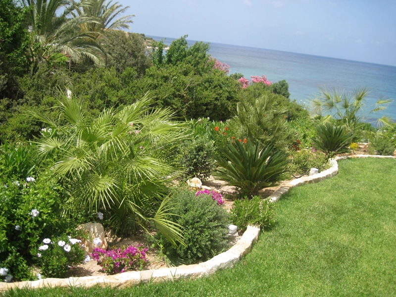 Green Forest - Cyprus' leading landscaping company - tropicalpalmsgardens 52 1