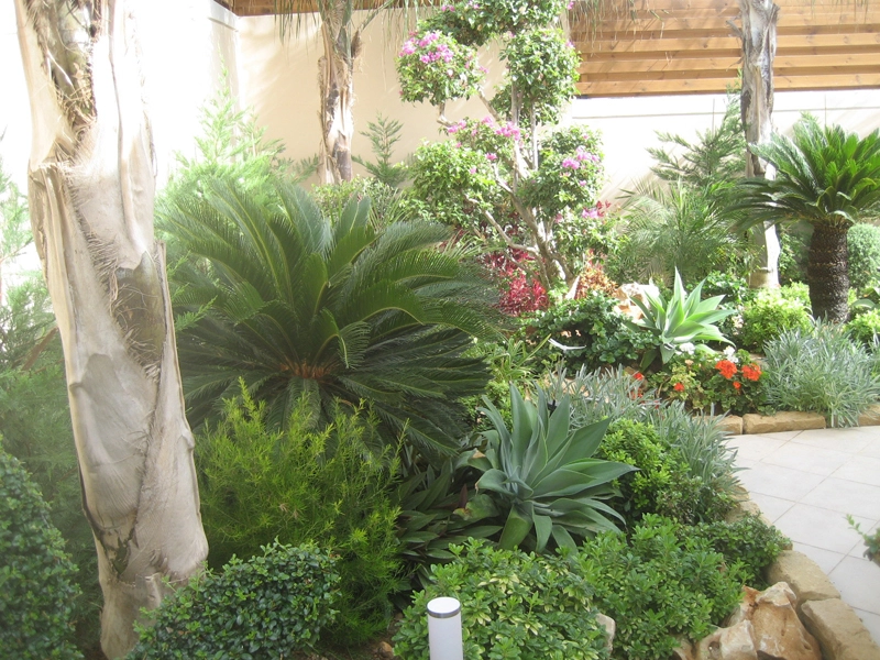 Green Forest - Cyprus' leading landscaping company - tropicalpalmsgardens 58