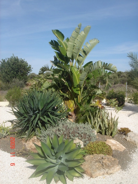 Green Forest - Cyprus' leading landscaping company - tropicalpalmsgardens 64 2