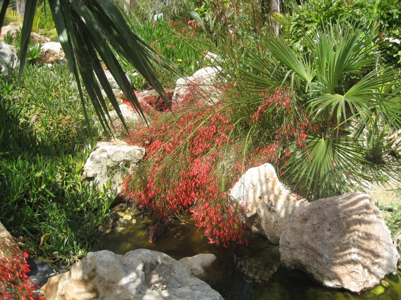 Green Forest - Cyprus' leading landscaping company - tropicalpalmsgardens 69 3