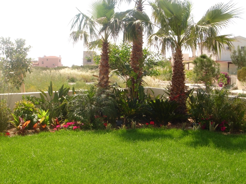 Green Forest - Cyprus' leading landscaping company - tropicalpalmsgardens 75 1