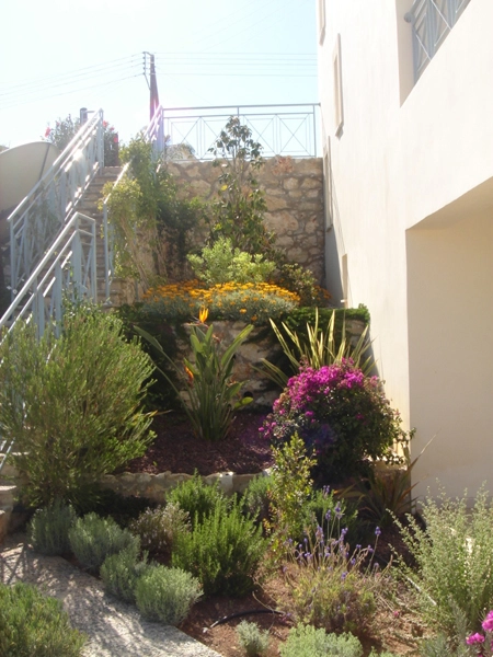 Green Forest - Cyprus' leading landscaping company - tropicalpalmsgardens 76 3