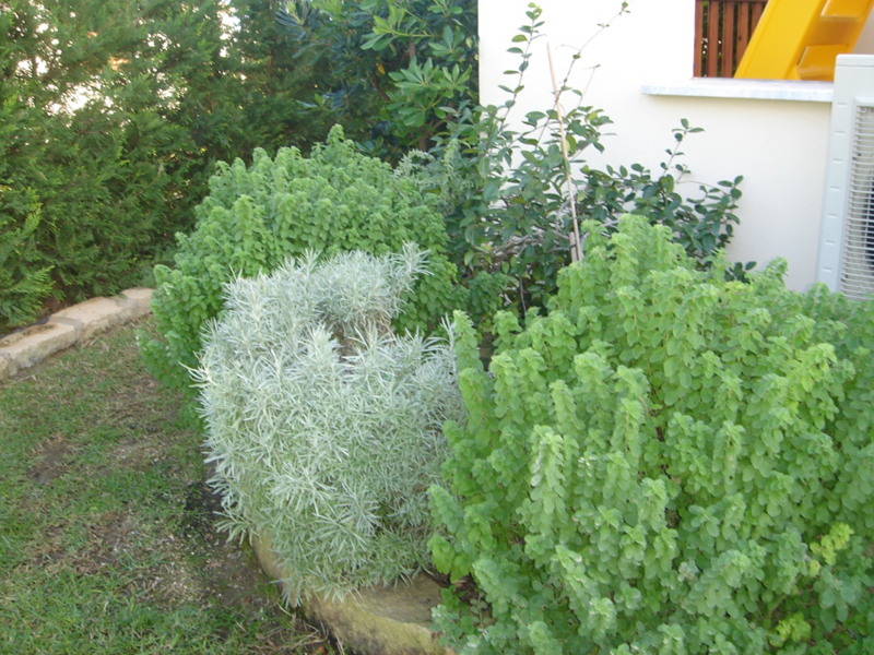 Green Forest - Cyprus' leading landscaping company - aromaticgardens 11 2
