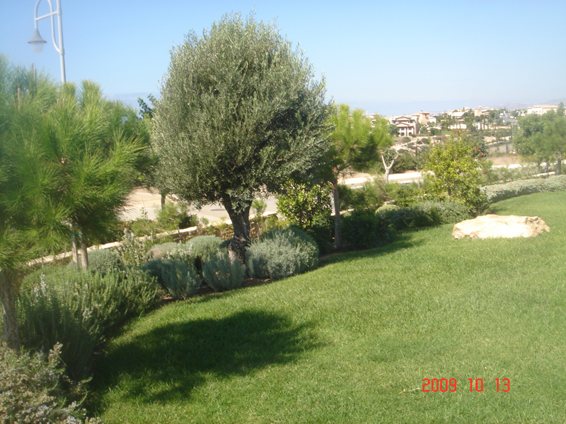 Green Forest - Cyprus' leading landscaping company - aromaticgardens 16 2