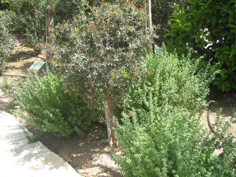 Green Forest - Cyprus' leading landscaping company - aromaticgardens 29 3