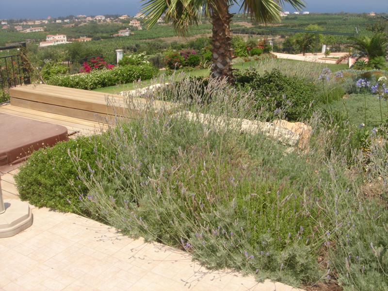 Green Forest - Cyprus' leading landscaping company - aromaticgardens 54 2