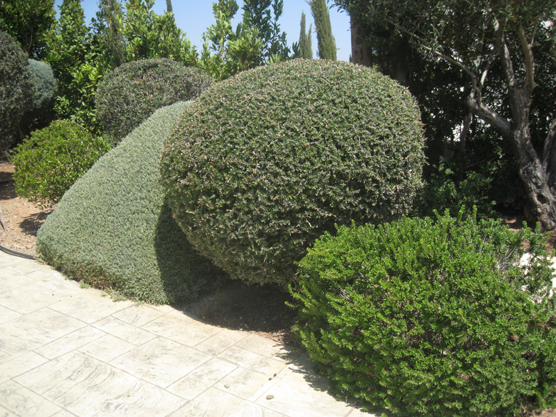 Green Forest - Cyprus' leading landscaping company - aromaticgardens 63 1