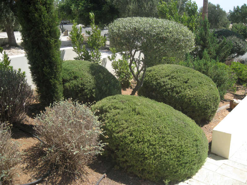 Green Forest - Cyprus' leading landscaping company - aromaticgardens 64 2