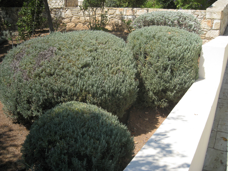 Green Forest - Cyprus' leading landscaping company - aromaticgardens 65 1