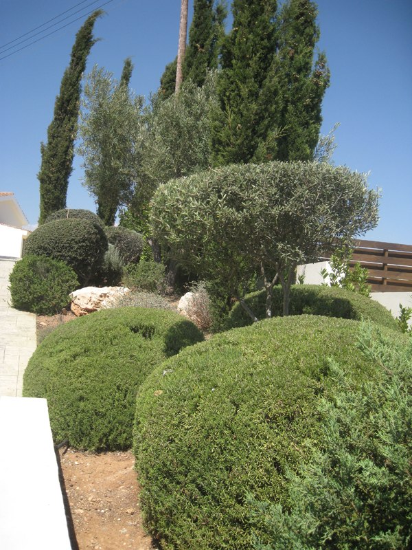 Green Forest - Cyprus' leading landscaping company - aromaticgardens 66 2
