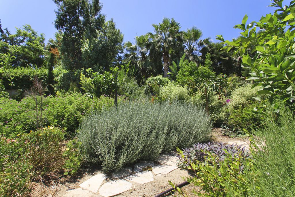Green Forest - Cyprus' leading landscaping company - aromaticgardens 8