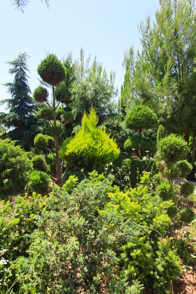 Green Forest - Cyprus' leading landscaping company - bonsaigardens 19 2