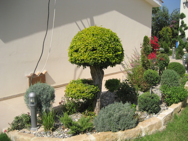 Green Forest - Cyprus' leading landscaping company - bonsaigardens 24 2