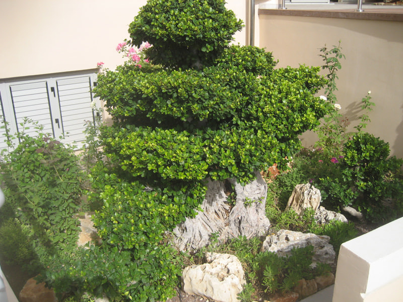 Green Forest - Cyprus' leading landscaping company - bonsaigardens 25 1