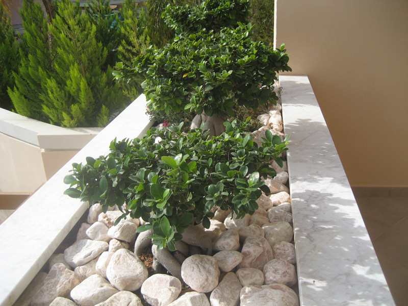 Green Forest - Cyprus' leading landscaping company - bonsaigardens 26 2