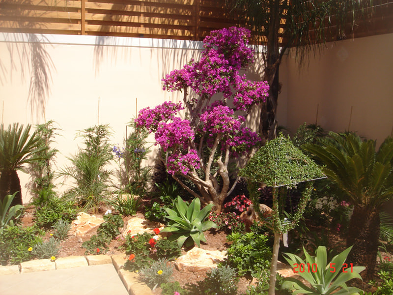 Green Forest - Cyprus' leading landscaping company - bonsaigardens 27 1