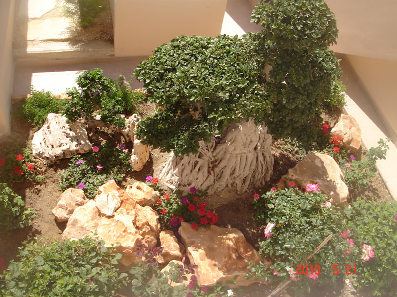 Green Forest - Cyprus' leading landscaping company - bonsaigardens 28