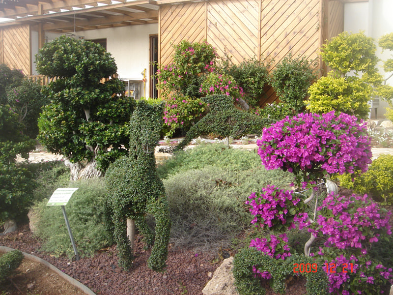 Green Forest - Cyprus' leading landscaping company - bonsaigardens 34 1