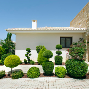 Green Forest - Cyprus' leading landscaping company - bonsaistemstopiariesplants 1 2