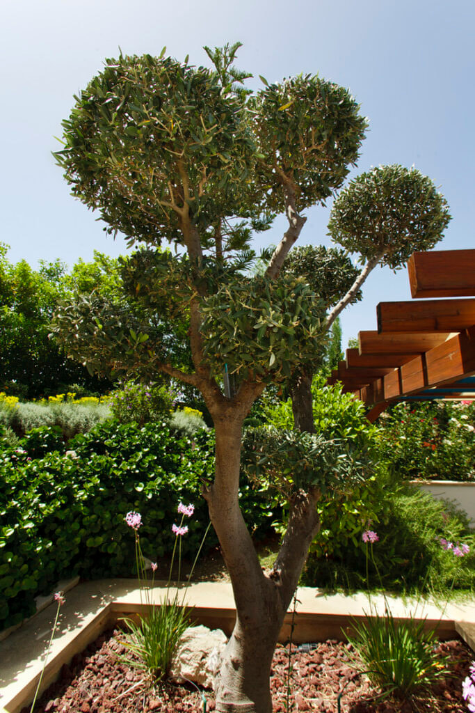 Green Forest - Cyprus' leading landscaping company - bonsaistemstopiariesplants 13 2