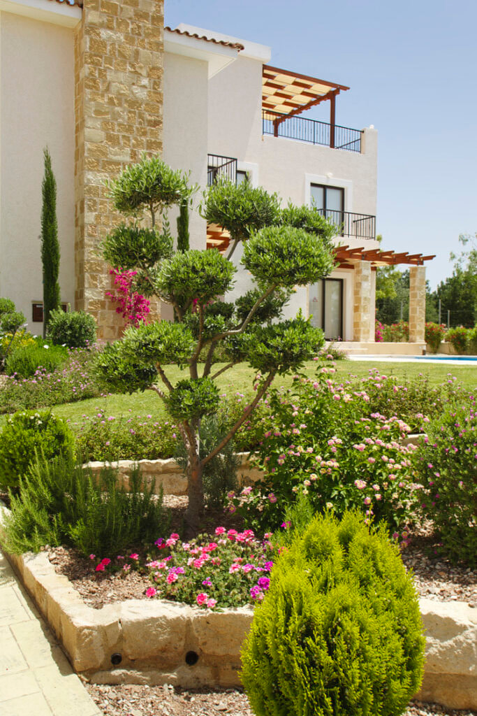 Green Forest - Cyprus' leading landscaping company - bonsaistemstopiariesplants 17
