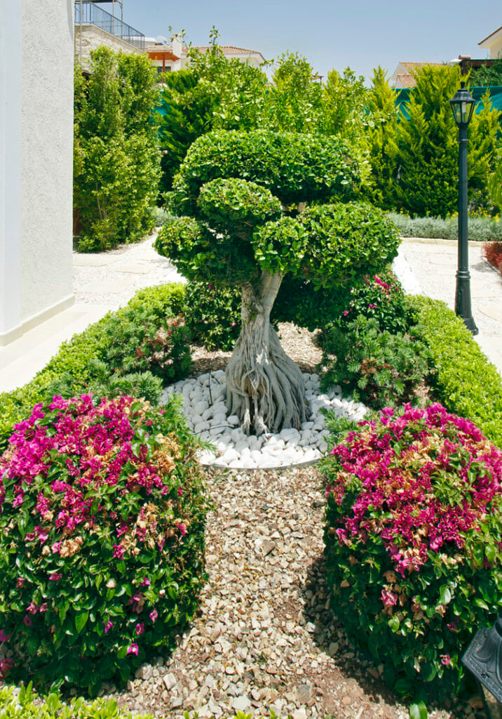 Green Forest - Cyprus' leading landscaping company - bonsaistemstopiariesplants 25 1
