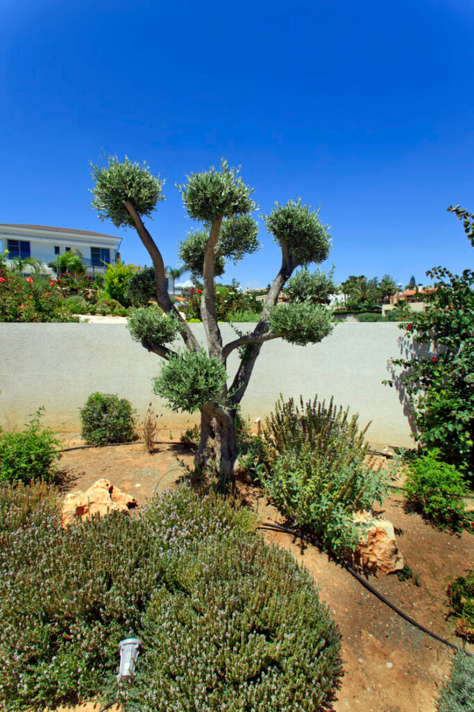 Green Forest - Cyprus' leading landscaping company - bonsaistemstopiariesplants 30 2