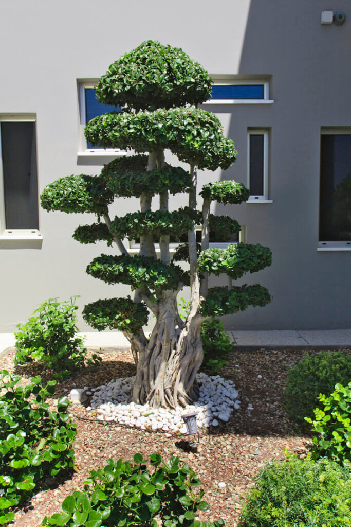 Green Forest - Cyprus' leading landscaping company - bonsaistemstopiariesplants 31 1