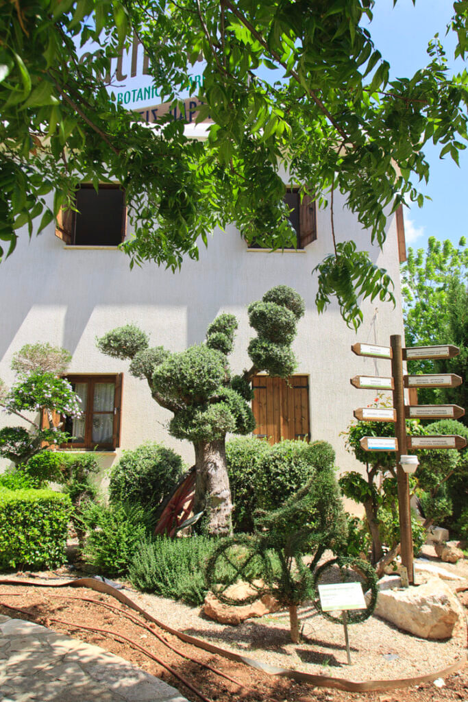Green Forest - Cyprus' leading landscaping company - bonsaistemstopiariesplants 36 1
