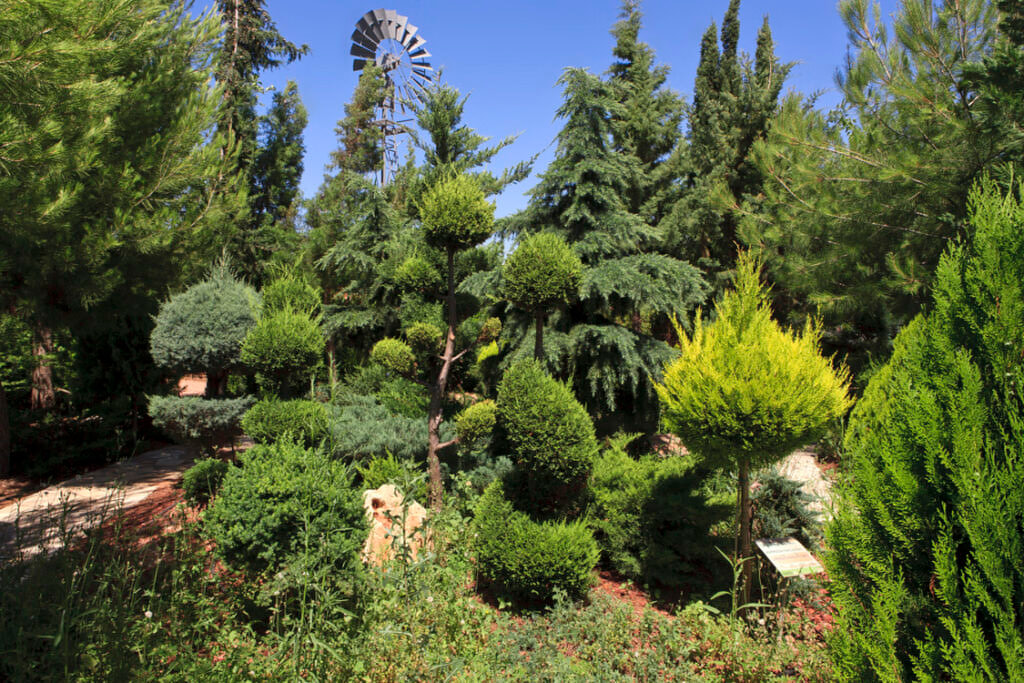 Green Forest - Cyprus' leading landscaping company - bonsaistemstopiariesplants 37 2