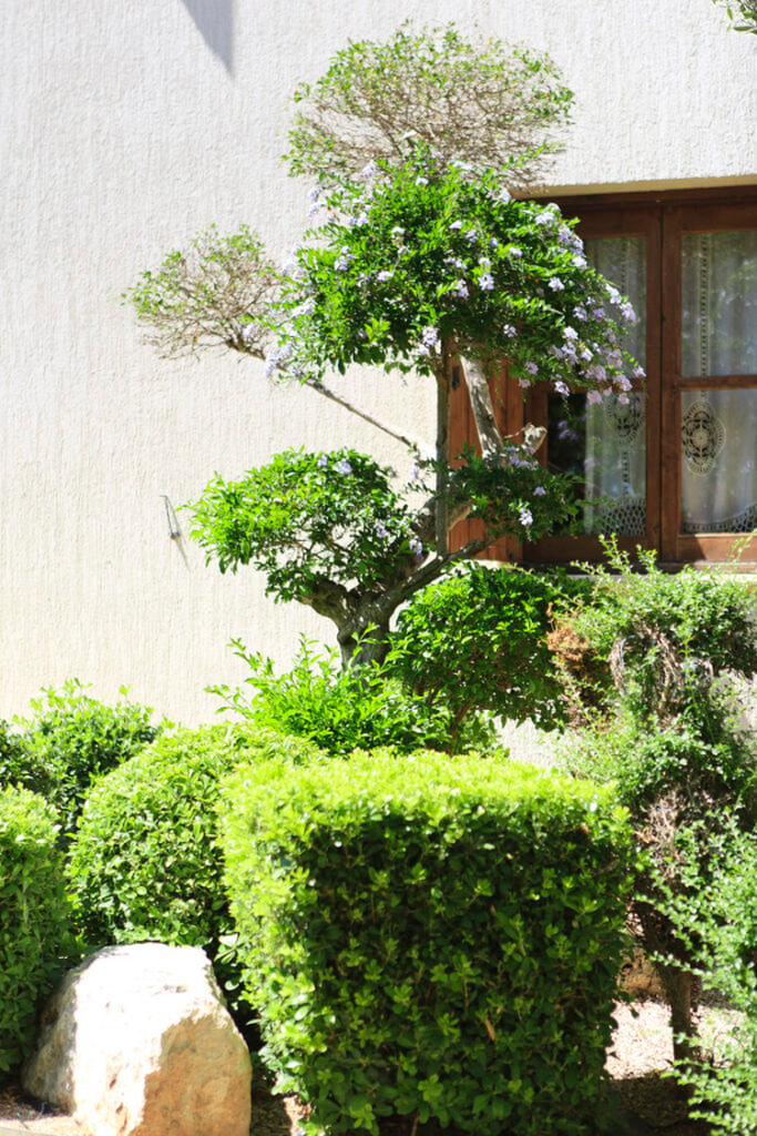 Green Forest - Cyprus' leading landscaping company - bonsaistemstopiariesplants 38 2