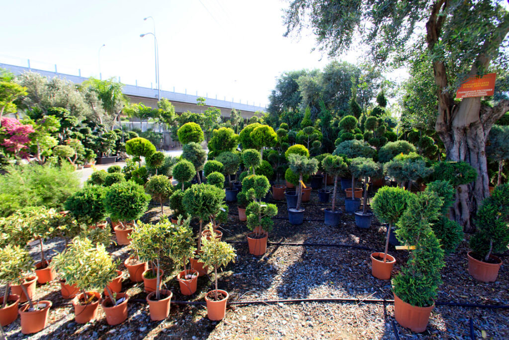 Green Forest - Cyprus' leading landscaping company - bonsaistemstopiariesplants 7 1